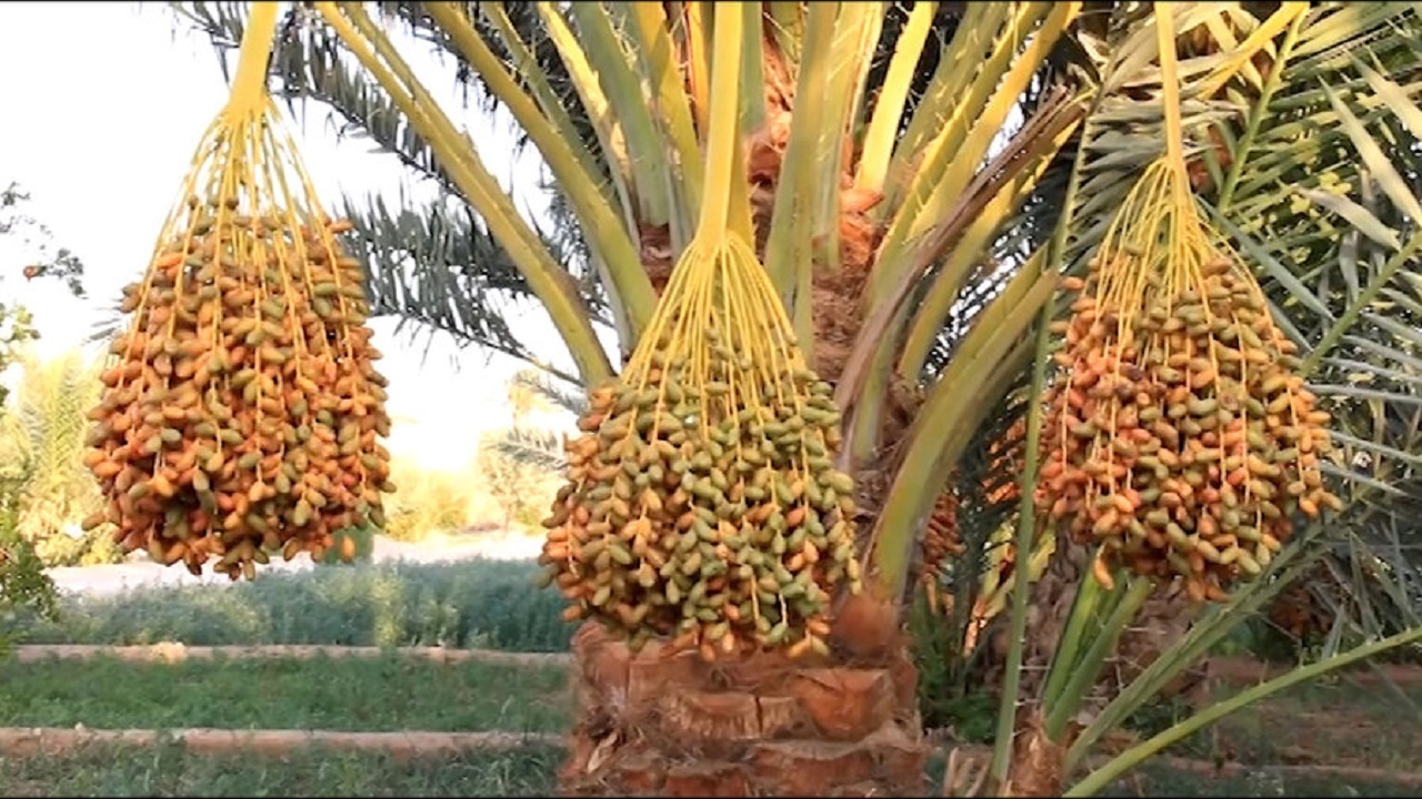 بیش از ۲۴ هزار تن خرما در سیستان و بلوچستان برداشت شد
