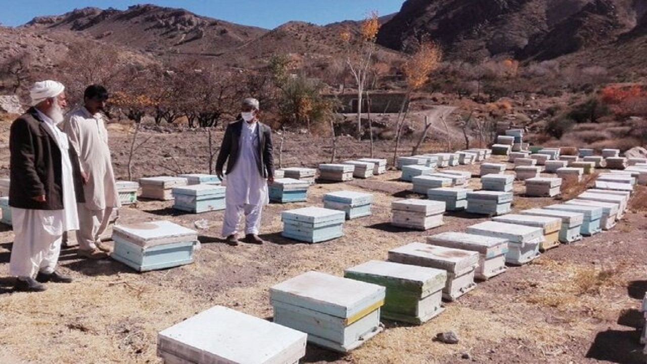 تولید سالیانه ۱۶ تن عسل در تفتان سیستان‌وبلوچستان
