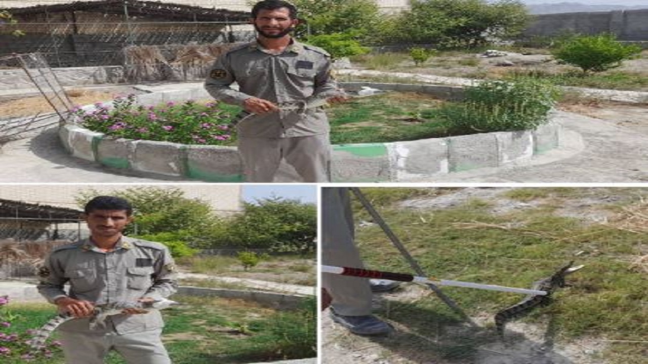 زنده گیری و رهاسازی دو سر تمساح در جنوب سیستان و بلوچستان