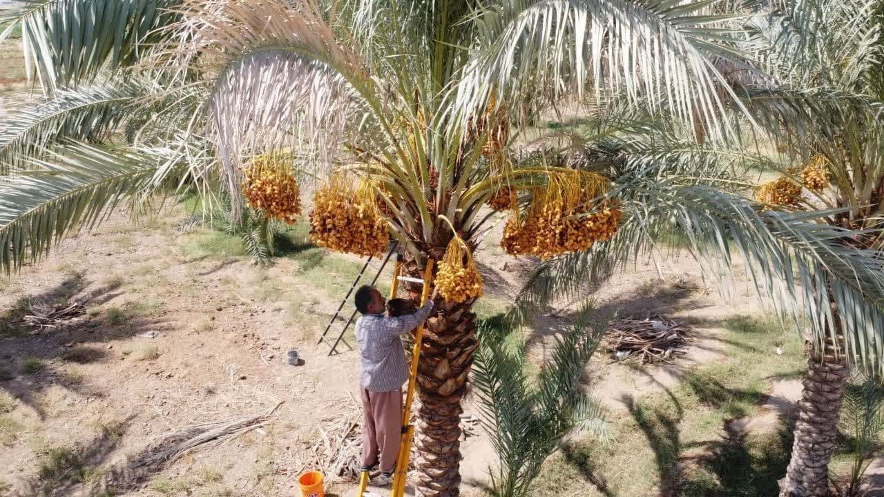 خرمای طبس به بازار رسید