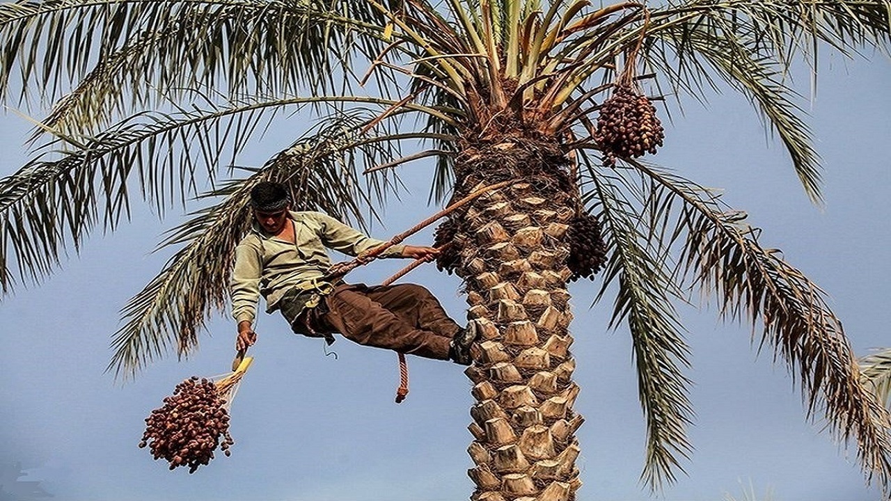 برداشت سالانه ۱۰۰ تن خرما از اراضی شهرستان مهران