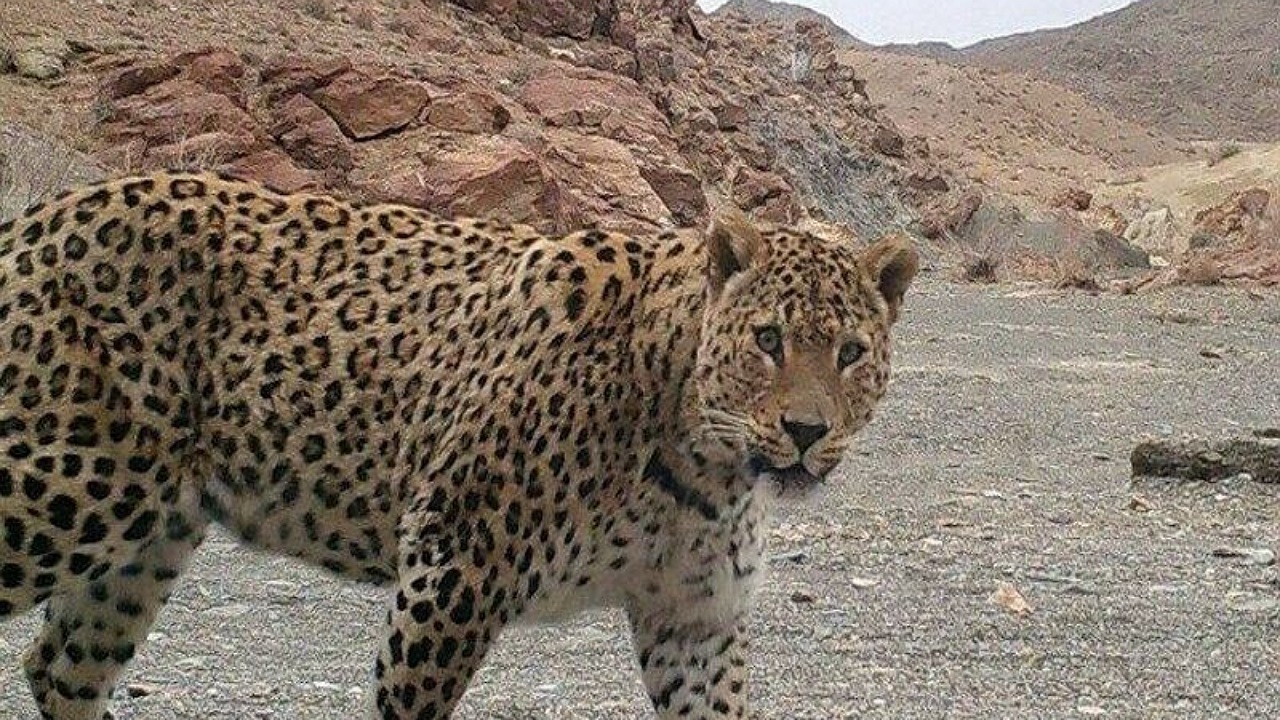 حضور خانواده جدید پلنگ ایرانی در پارک تندوره درگز+فیلم