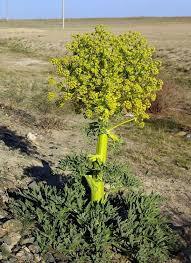 آنغوزه، یکی از ده گونه شاخص استان کرمان