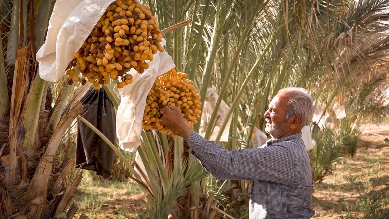 پیش بینی برداشت بیش از هفت هزار تن خرما در بافق