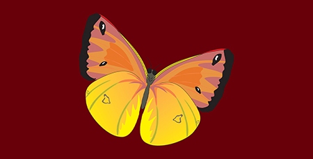 پروانه پروانه