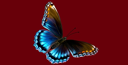 پروانه پروانه