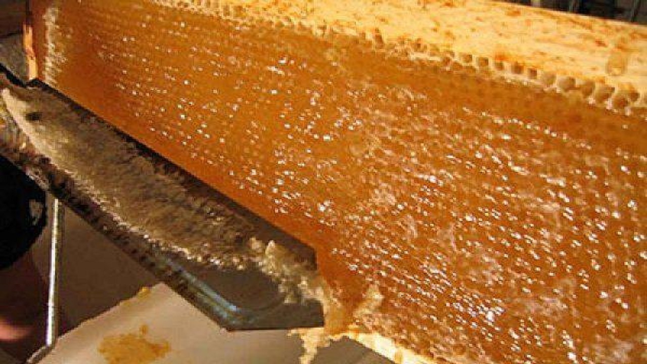 تنوع گیاهی و آب و هوای مناسب در خاش رونق زنبور داری  را فراهم آورده است