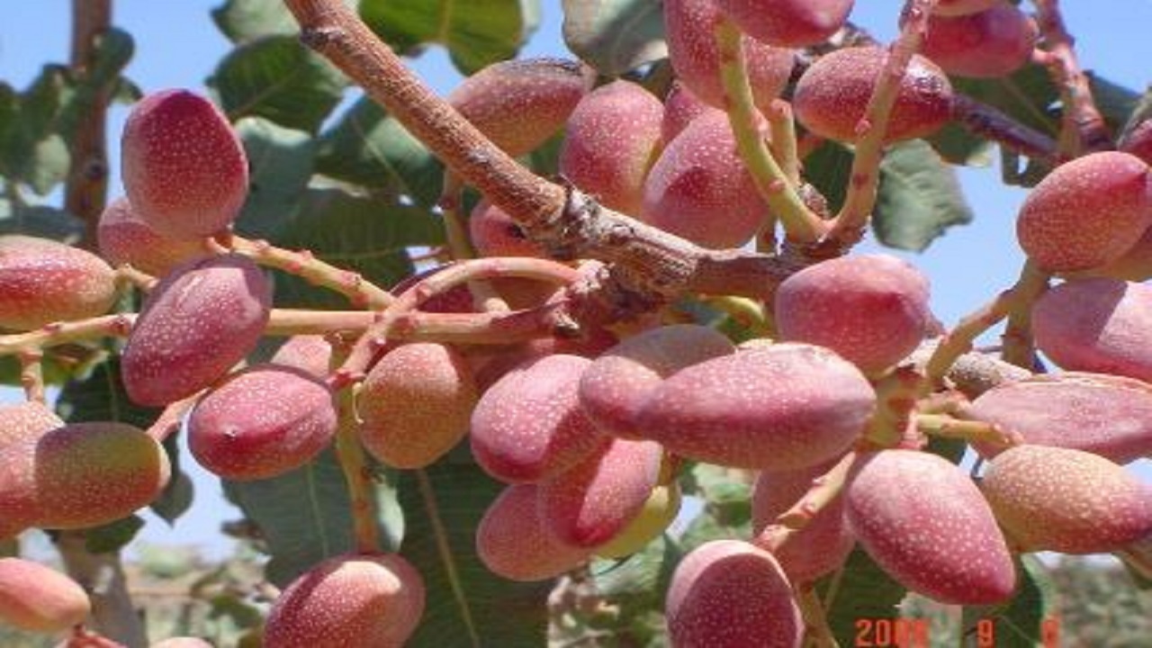 برداشت پسته از هزار و ۸۰۰ هکتار باغات بارور منطقه گوهرکوه تفتان