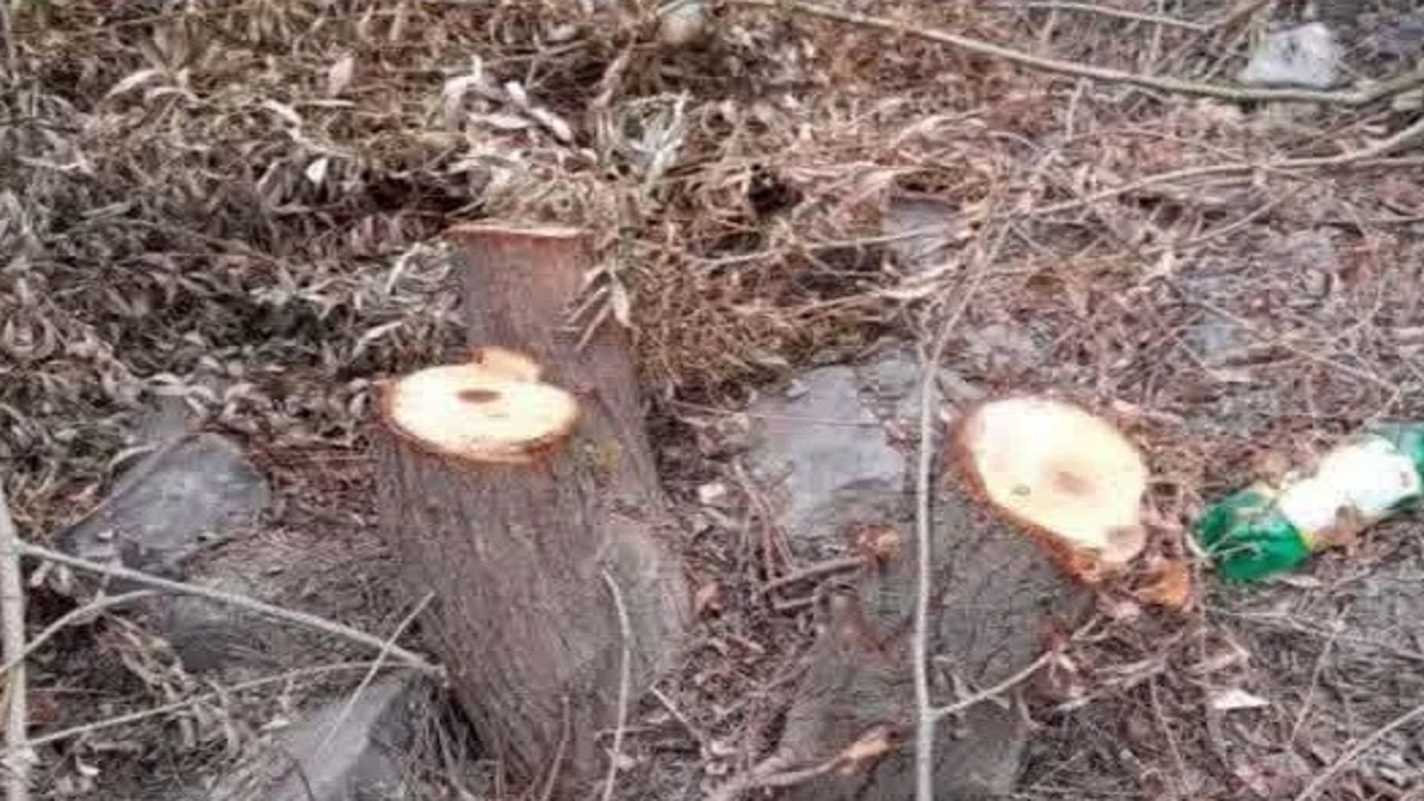 دستگیری متهم به قطع ۷۰ اصله درخت در بلده