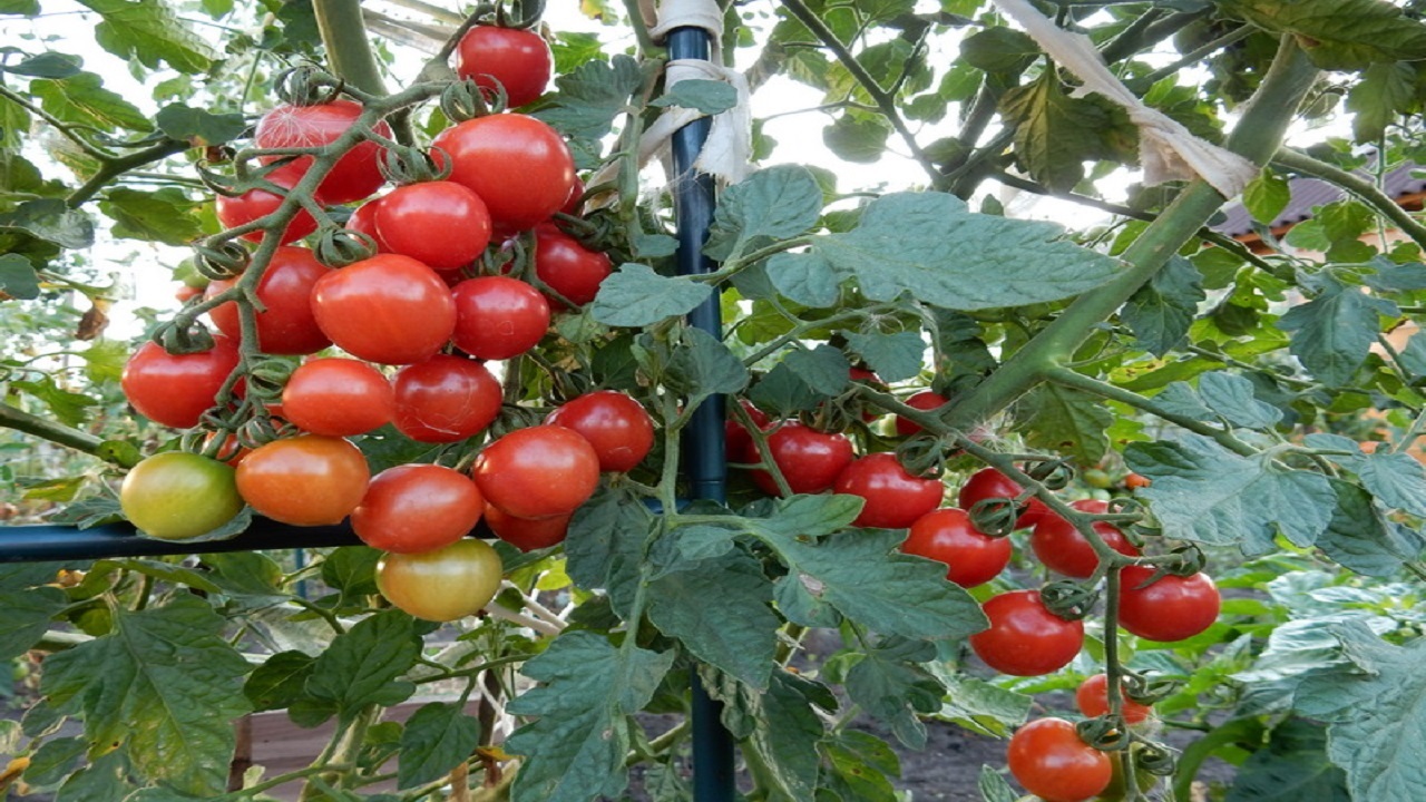 اشتغالزایی برای ۱۱ نفر به ازای ایجاد یک هکتار گلخانه