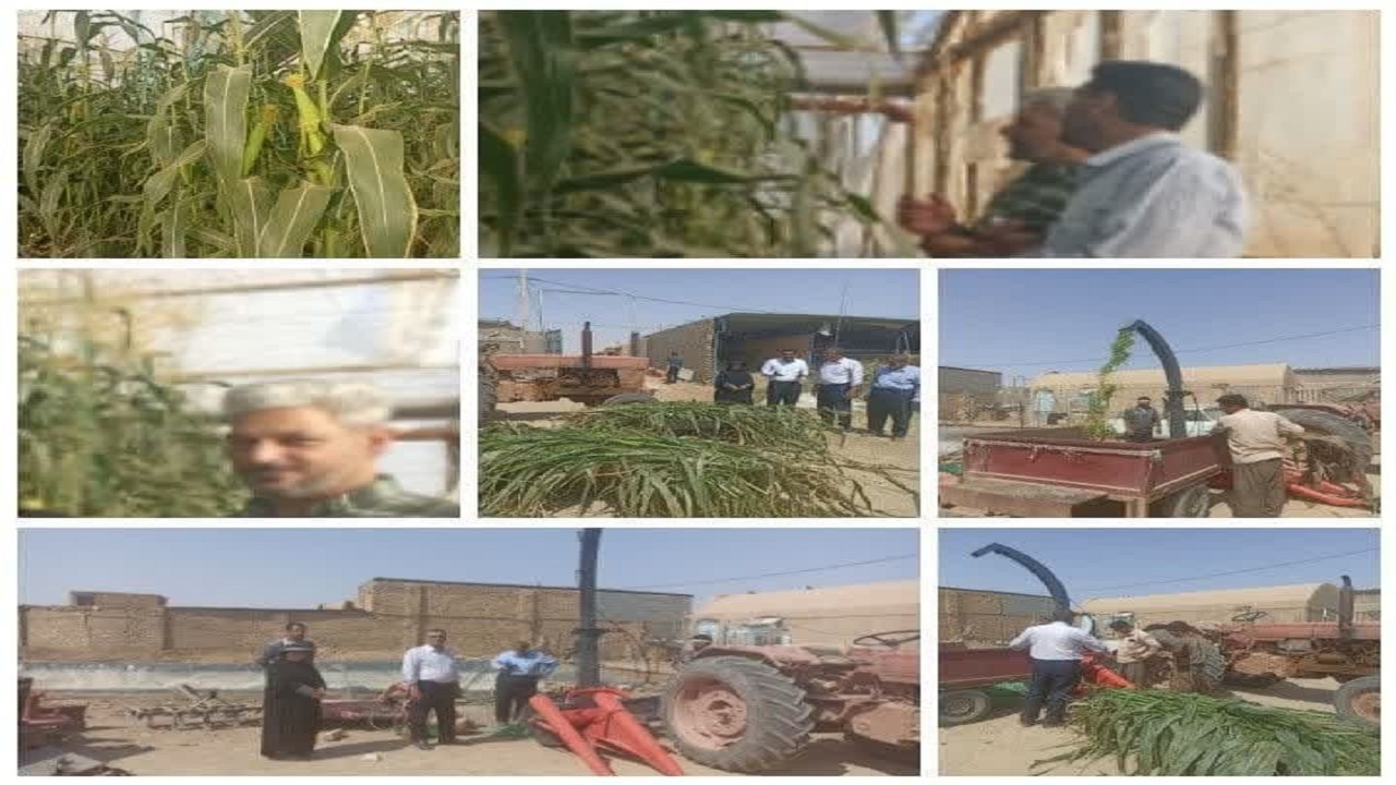 برداشت ذرت علوفه‌ای در شهرستان اشکذر