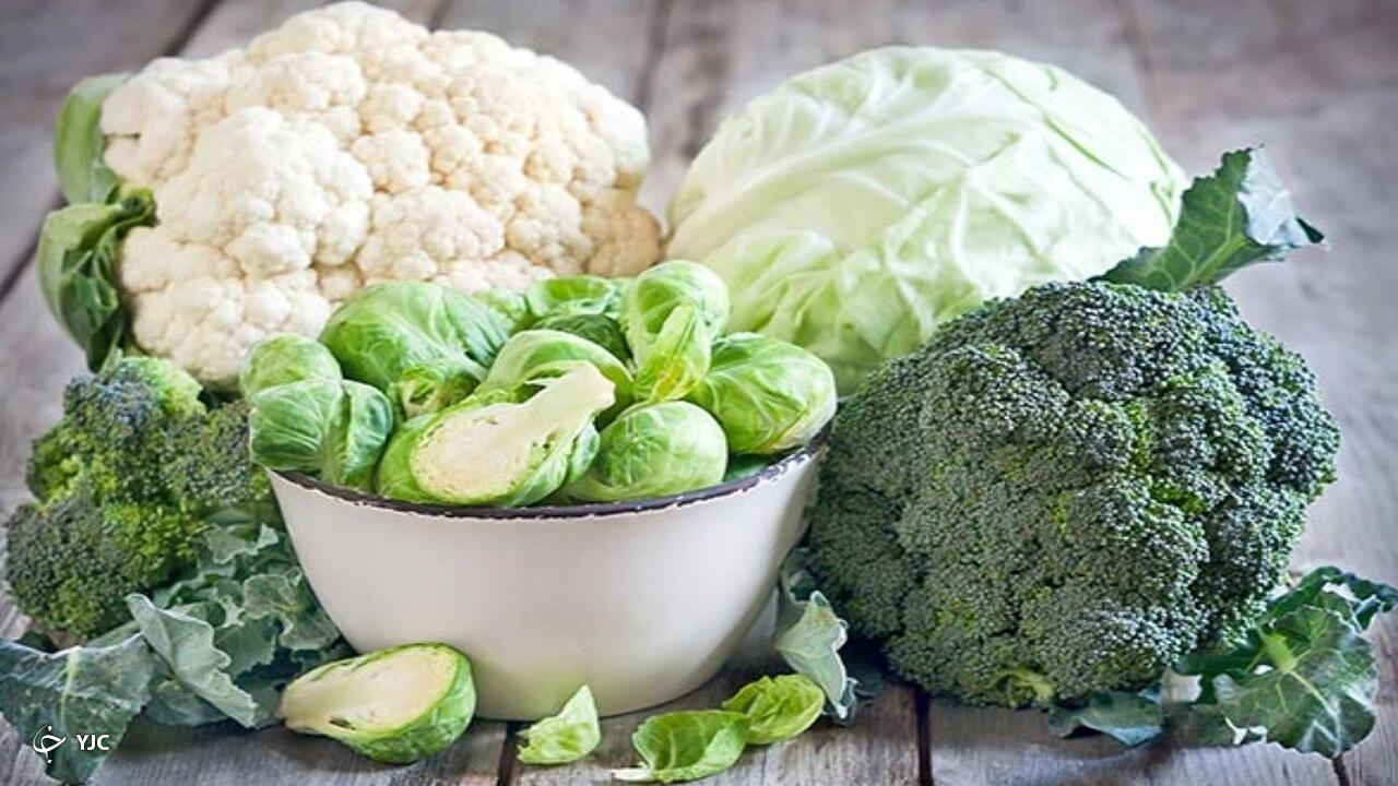 برداشت کلم در آذربایجان‌غربی آغاز شد
