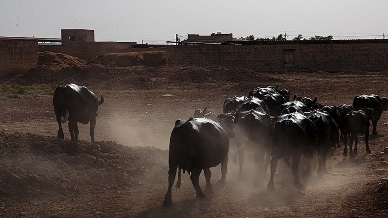 مهار ۲۵ راس احشام سنگین قاچاق در مرزهای بلوچستان
