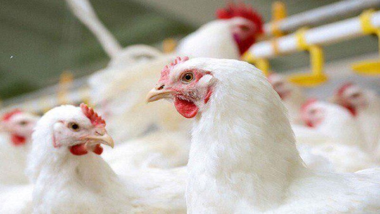 طیور بومی خراسان جنوبی ویروس آنفلوانزای فوق حاد ندارند