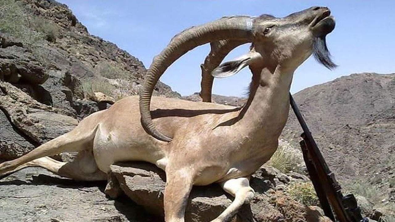 جنون قاتلین طبیعت در ارتفاعات کجور؛ هشت راس کل و بز قتل عام شدند