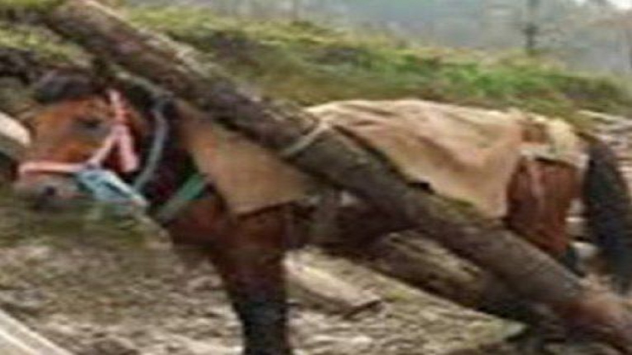 قاچاق چوب‌آلات جنگلی با اسب در نوشهر
