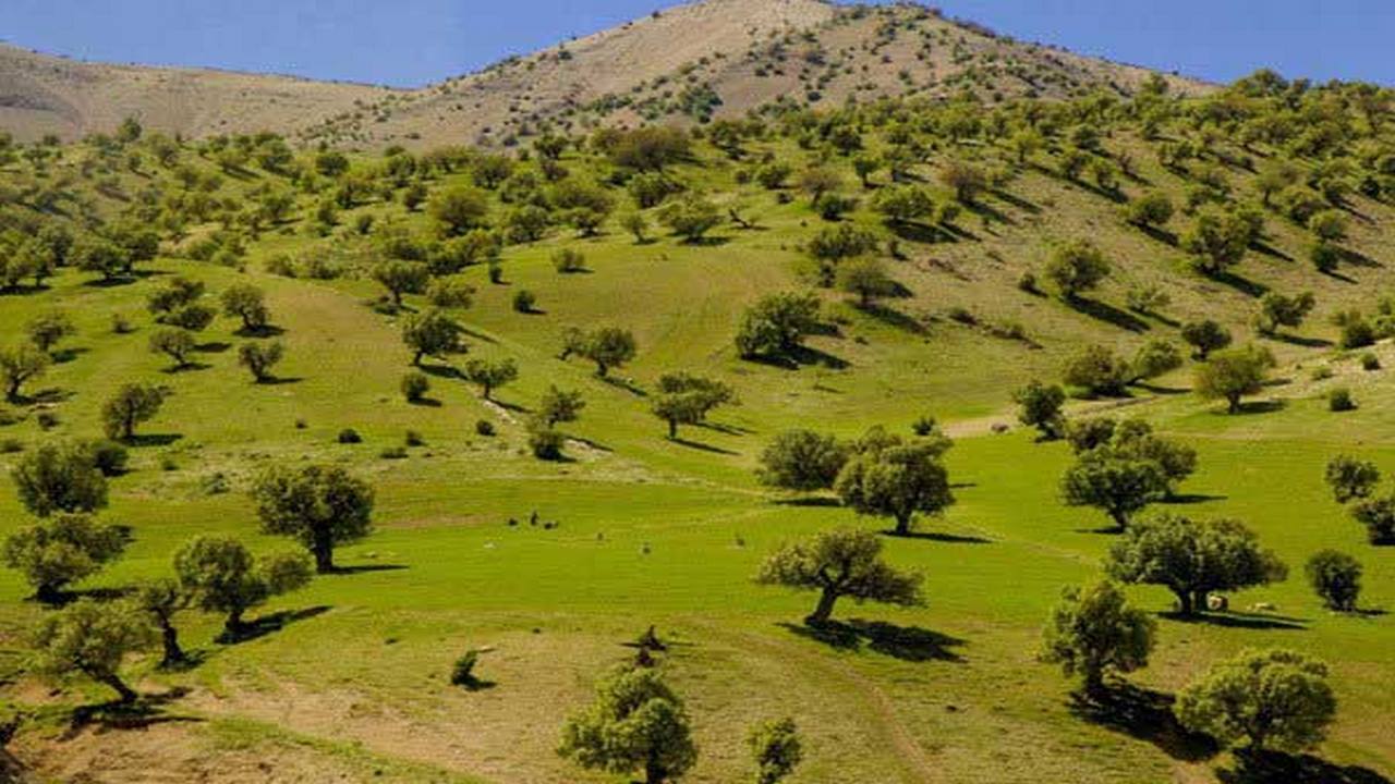 ایجاد ۵۰ میلیون هکتار مرتعداری در کشور