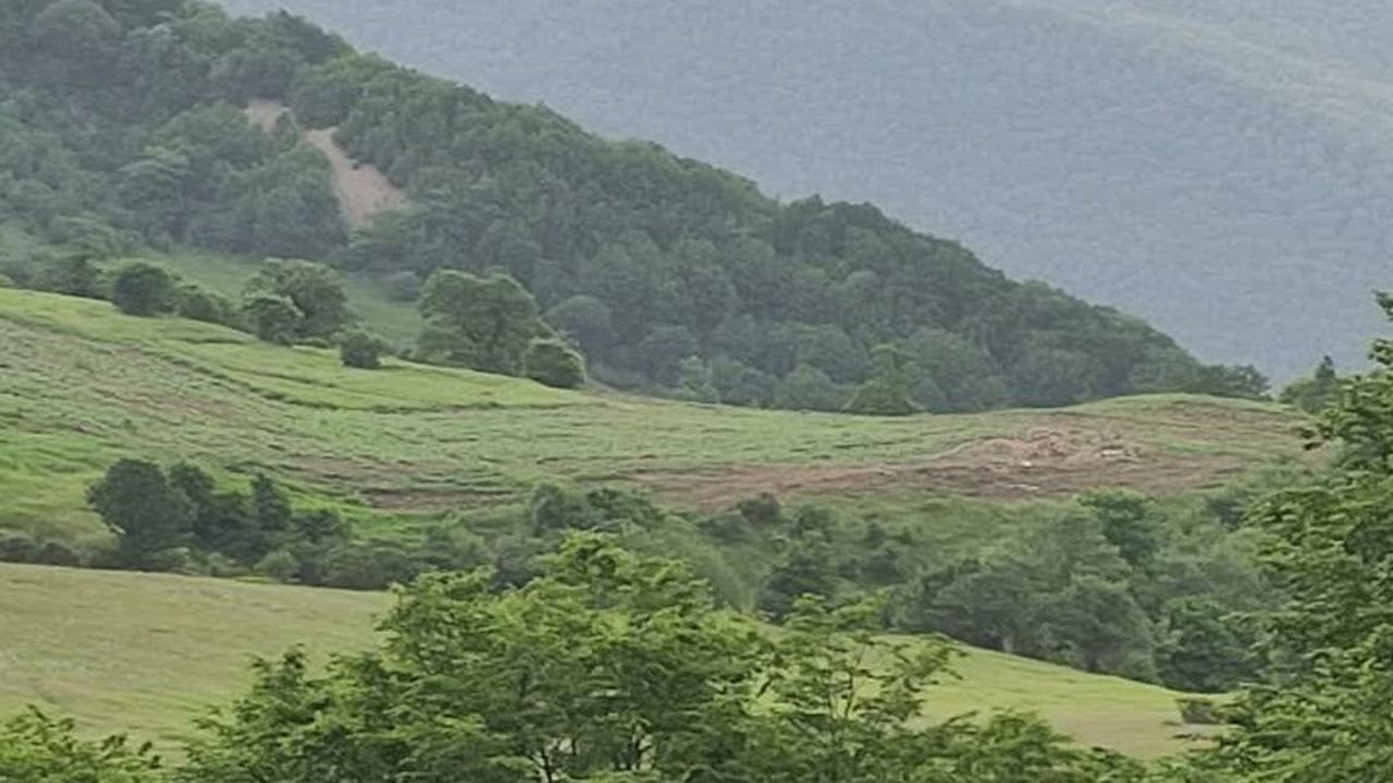 چرای غیرمجاز در جنگل هیرکانی ابر شاهرود+ فیلم