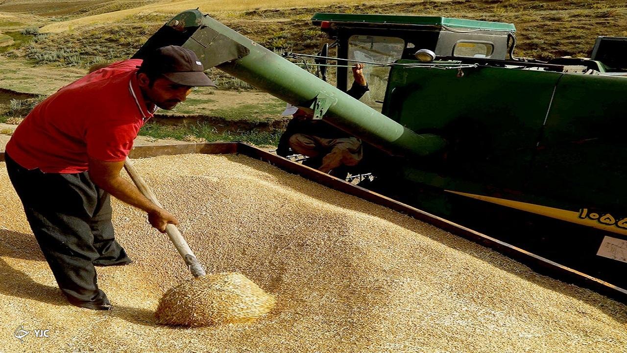 پیش بینی برداشت بیش از ۹۰۰ هزار تن گندم در آذربایجان غربی