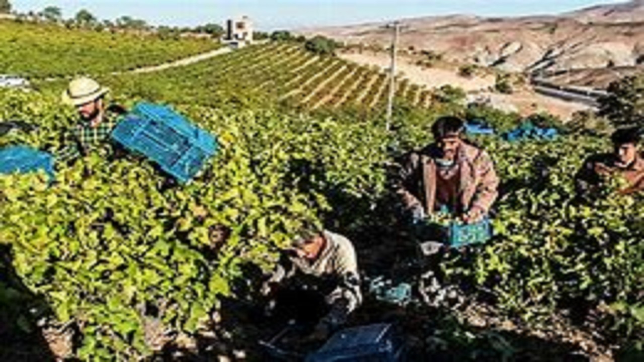 خراسان رضوی قطب سوم کشاورزی کشور