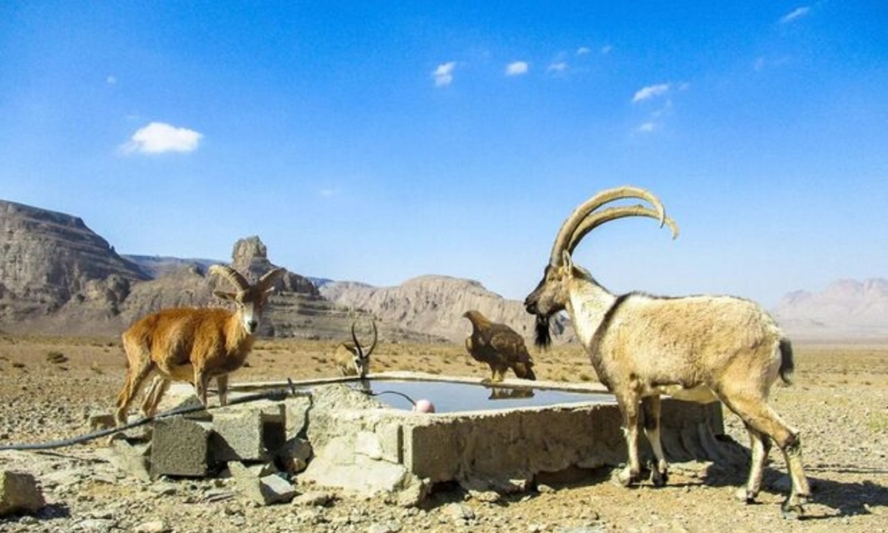 سرنوشت کلاه‌قاضی در انتظار تصمیمات شورای عالی محیط زیست/ آزادراه در یک قدمی افتتاح