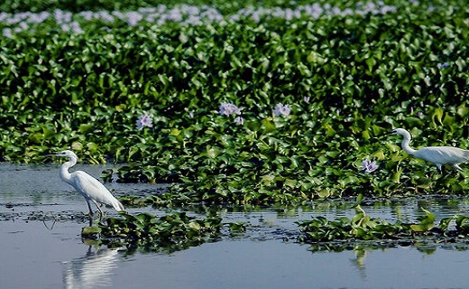 تالاب&zwnj;ها؛ فیلتر&zwnj;های طبیعی کهگیلویه و بویراحمد