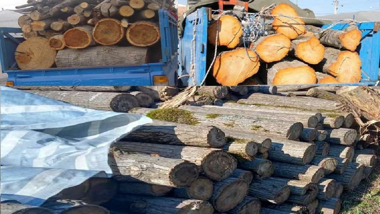 کشف بیش از ۶ تن چوب قاچاق در صومعه‌سرا
