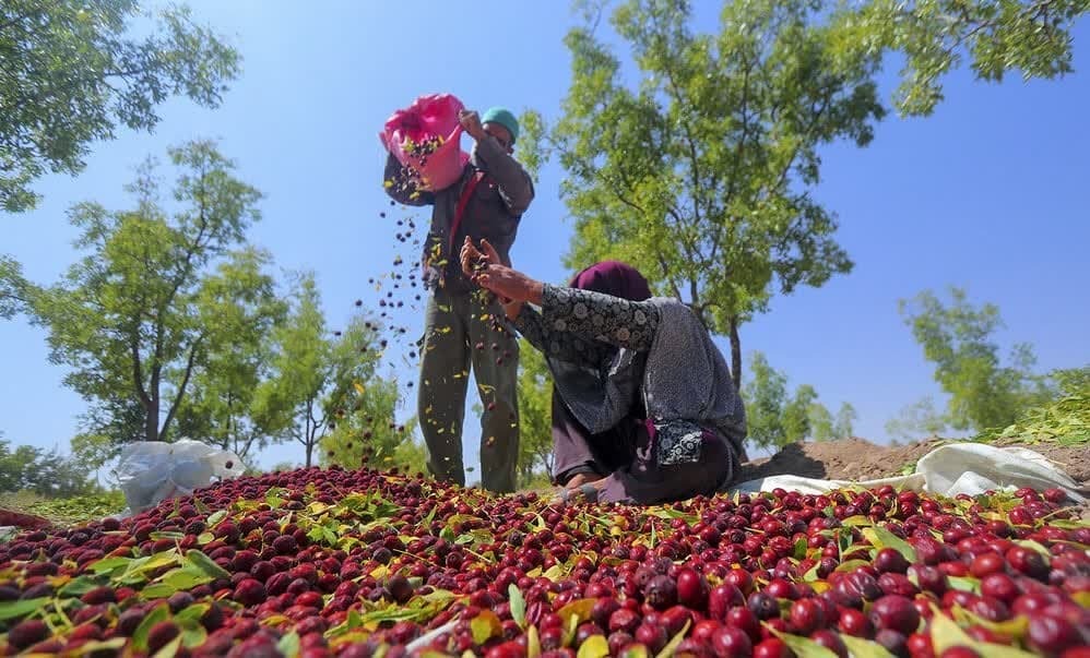نبض مروارید‌های سرخ در دستان دلالان/ قیمت گذاریِ دولت هم کشاورزان را راضی نکرد