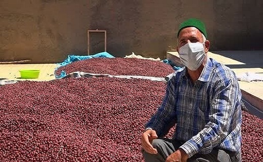 نبض مراورید&zwnj;های سرخ در دستان دلالان/ قیمت گذاریِ دولت هم کشاورزان را راضی نکرد