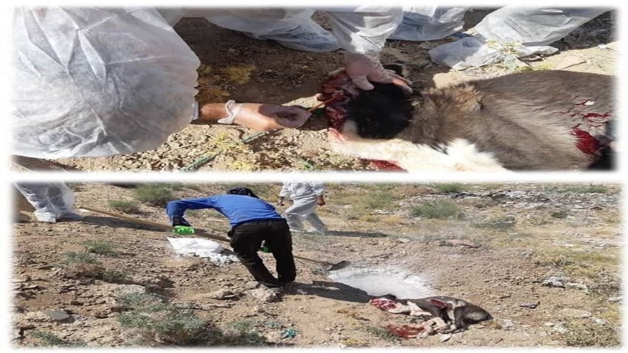 نمونه‌برداری از سگ مشکوک به هاری توسط دامپزشکی بوئین زهرا