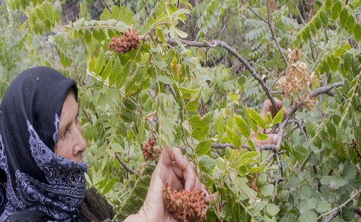 هُوراند قطب تولید سماق+تصاویر