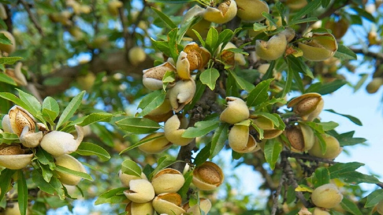 آغاز برداشت بادام از باغات اشکذر