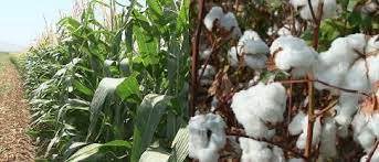 ۵۹۳ هکتار پنبه و ذرت زیرپوشش بیمه کشاورزی