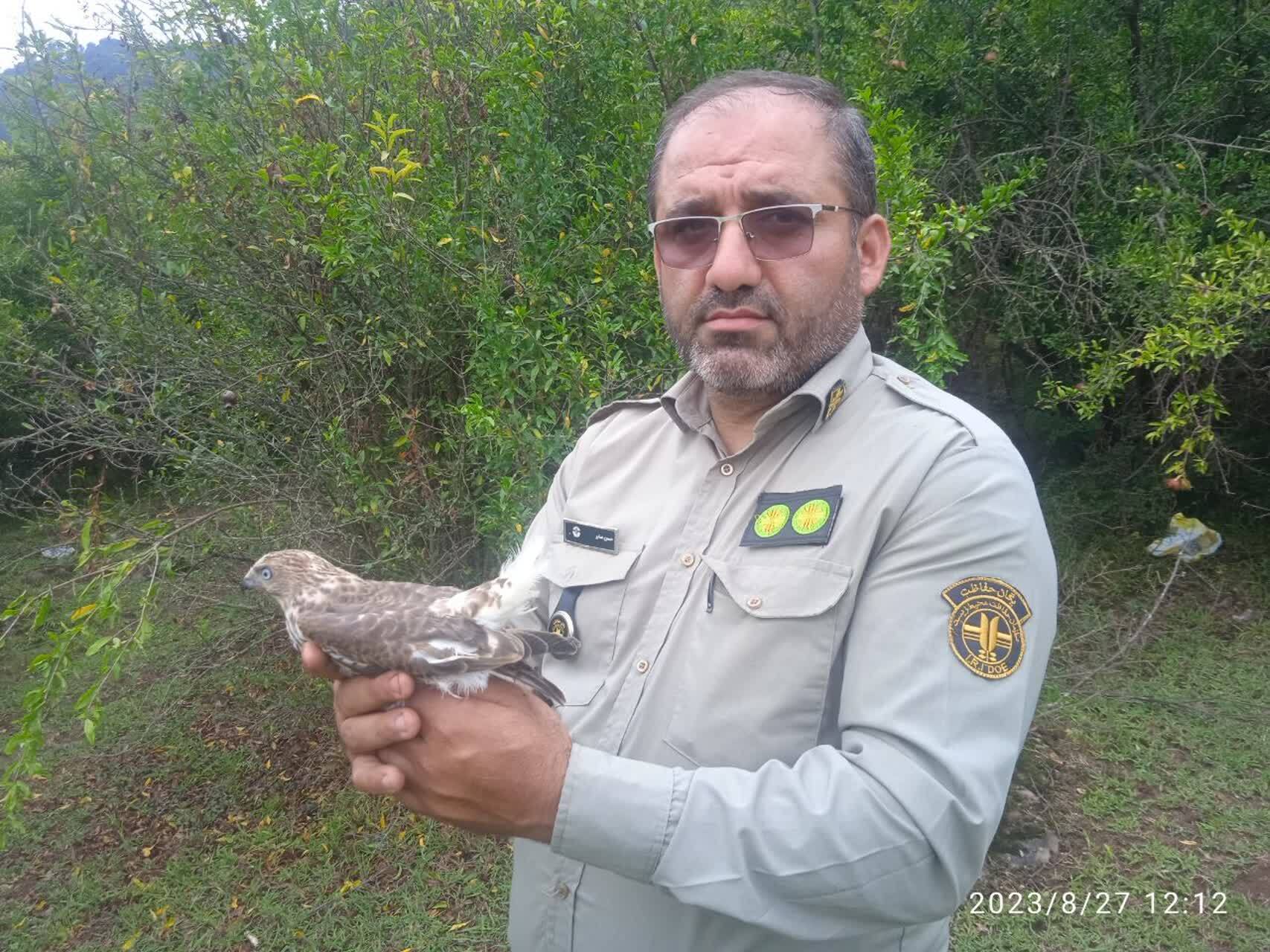 پناه بردن باز شکاری گرسنه به یک خانه در ماسال