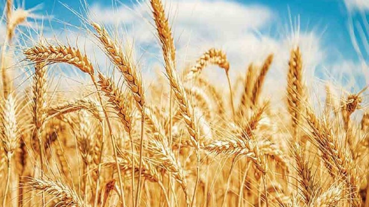 ۴۰۸ هزار و ۷۴۰ تن گندم از کشاورزان آذربایجان‌شرقی خریداری شد