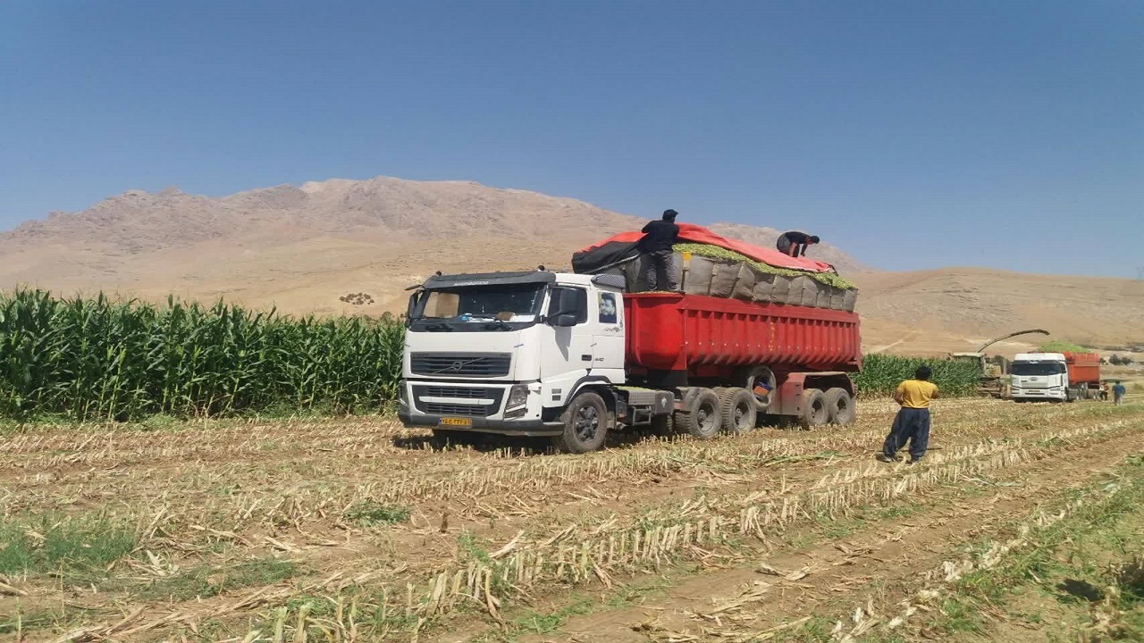 آغاز برداشت ذرت علوفه‌ای در فارسان