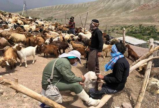 توصیه رئیس شبکه دامپزشکی بم به دامداران