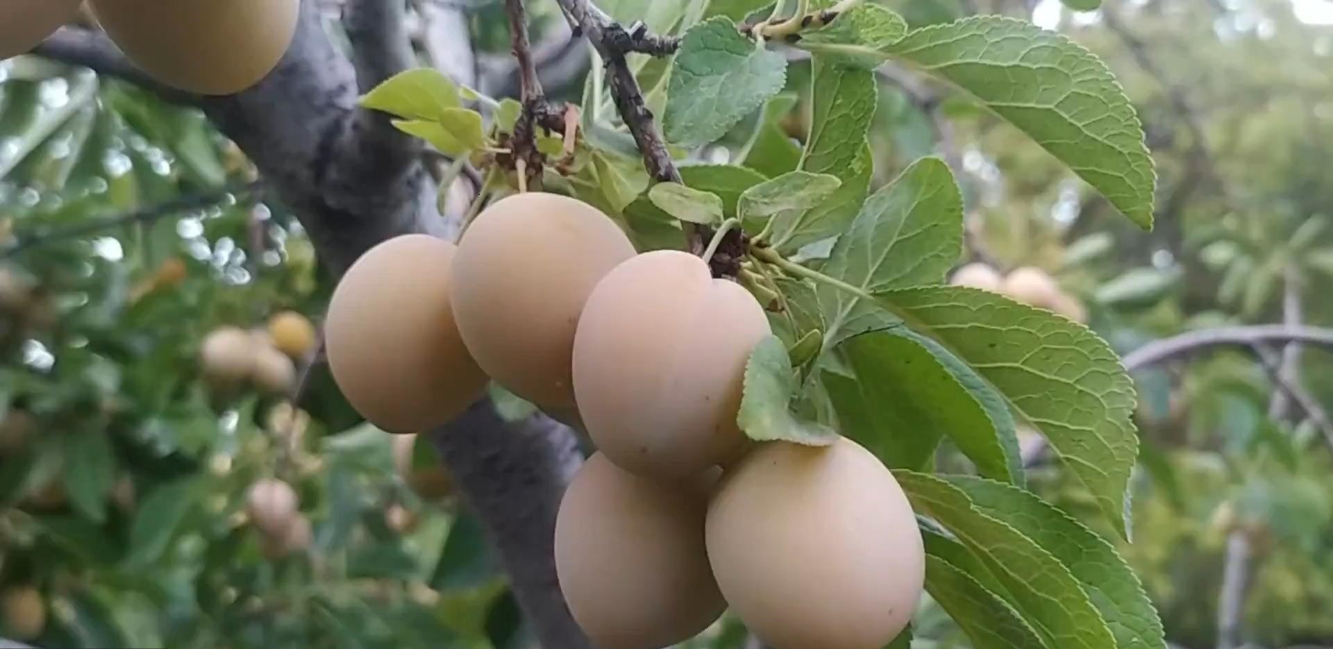 خوانسار قطب آلوی خورشتی استان اصفهان