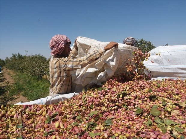 پسته کاران سیرجان