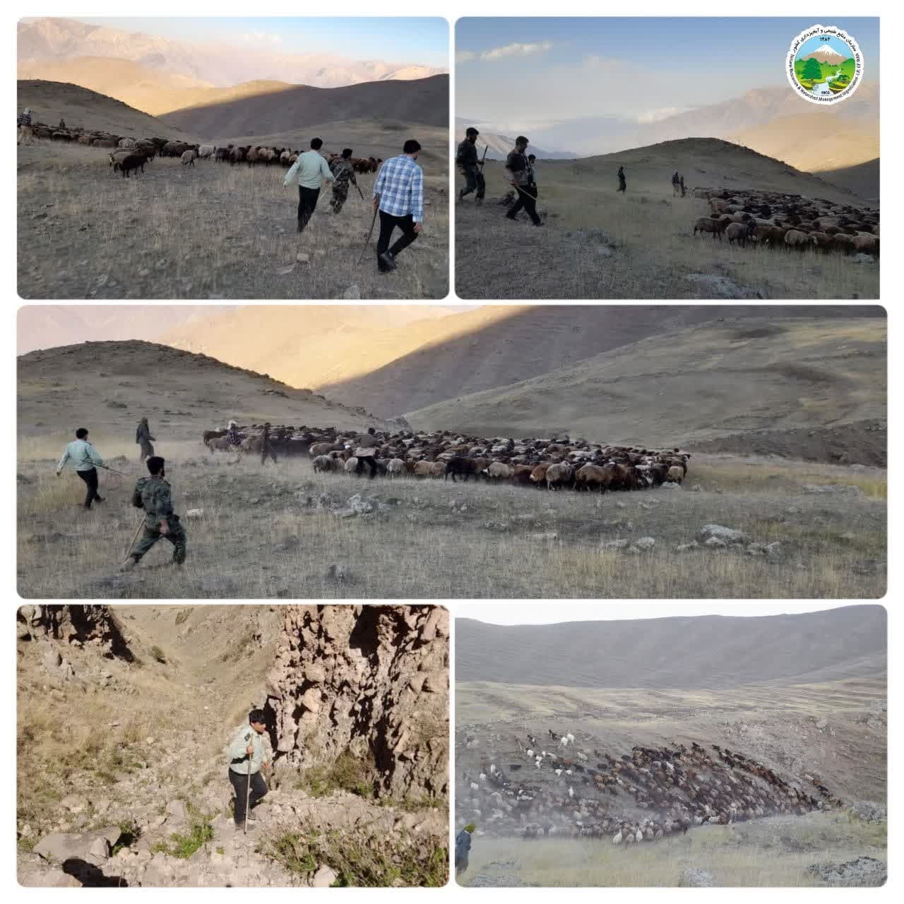 اخراج دام غیرمجاز از مراتع آمل
