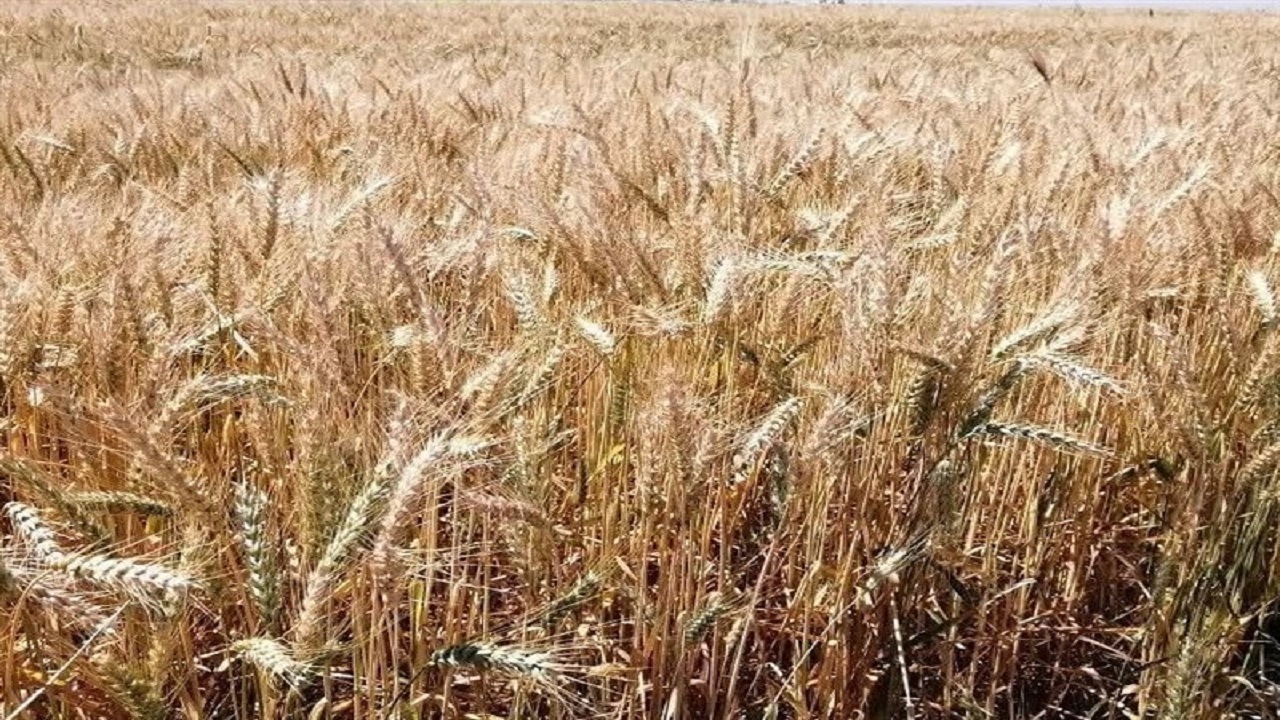 کشت گندم دیم افزایش می‌یابد