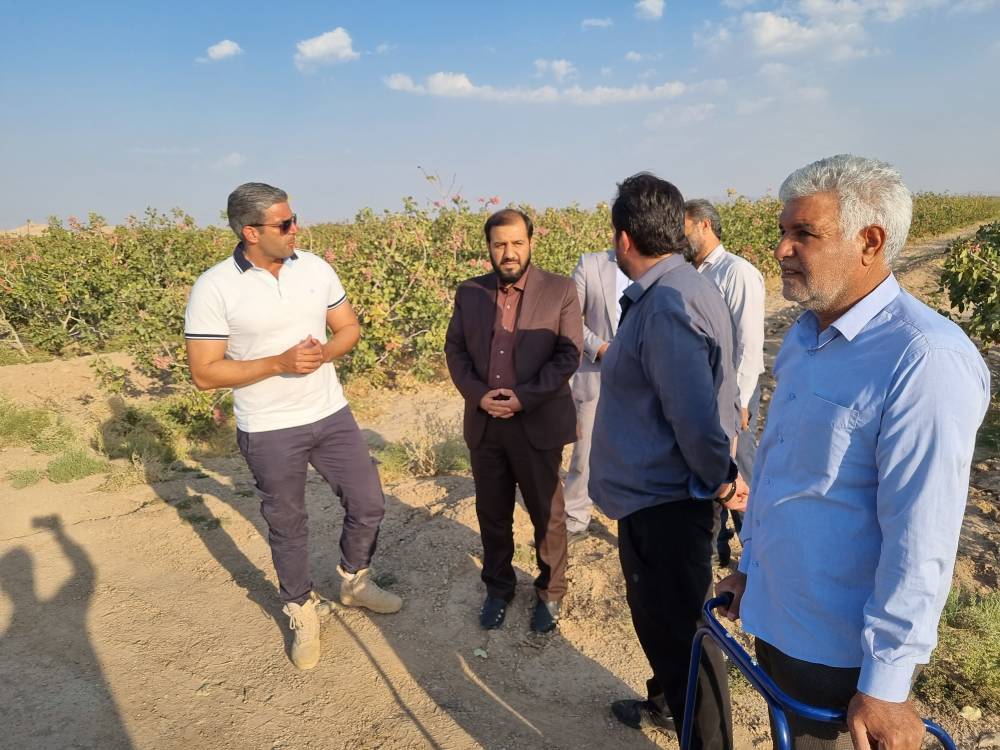 برداشت پسته در زرند مراحل پایانی را میگذراند