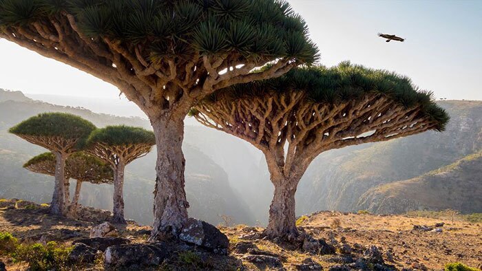درختان خون اژد&zwnj;ها