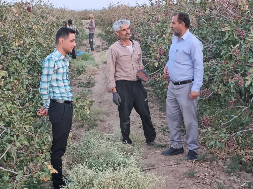 برداشت محصول پسته در بخش یزدان آباد