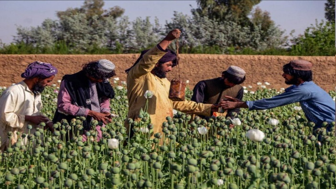 کشت خشخاش در افغانستان کاهش یافته است