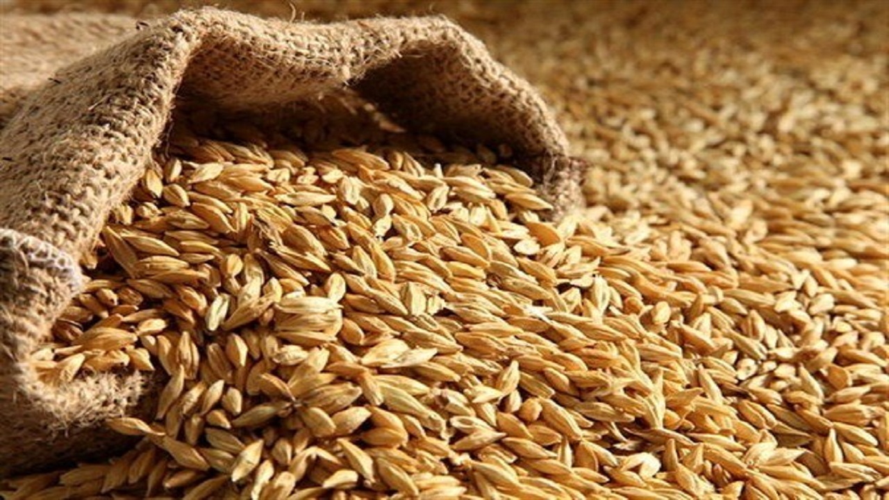 اجرای تمهیدات لازم برای فرآوری و تامین بذر اصلاح شده گندم در گلستان