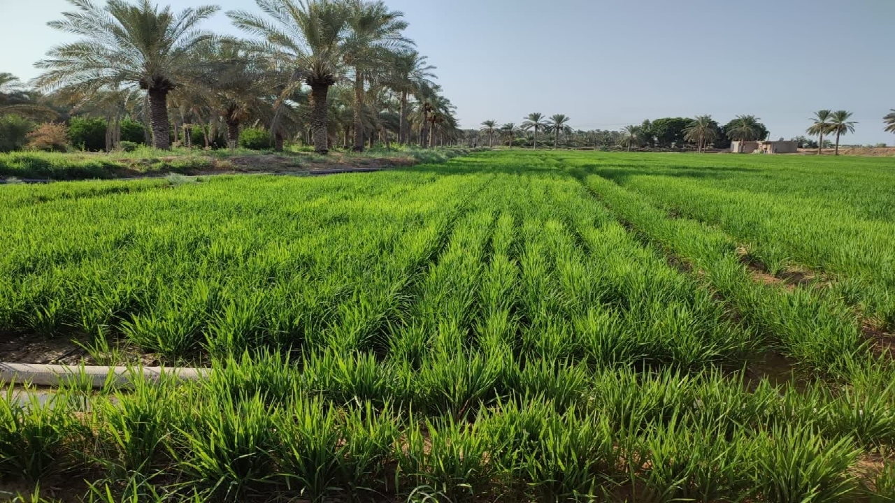 اجرای طرح پایلوت کشت برنج باسیستم آبیاری قطره‌ای در شهرستان کارون