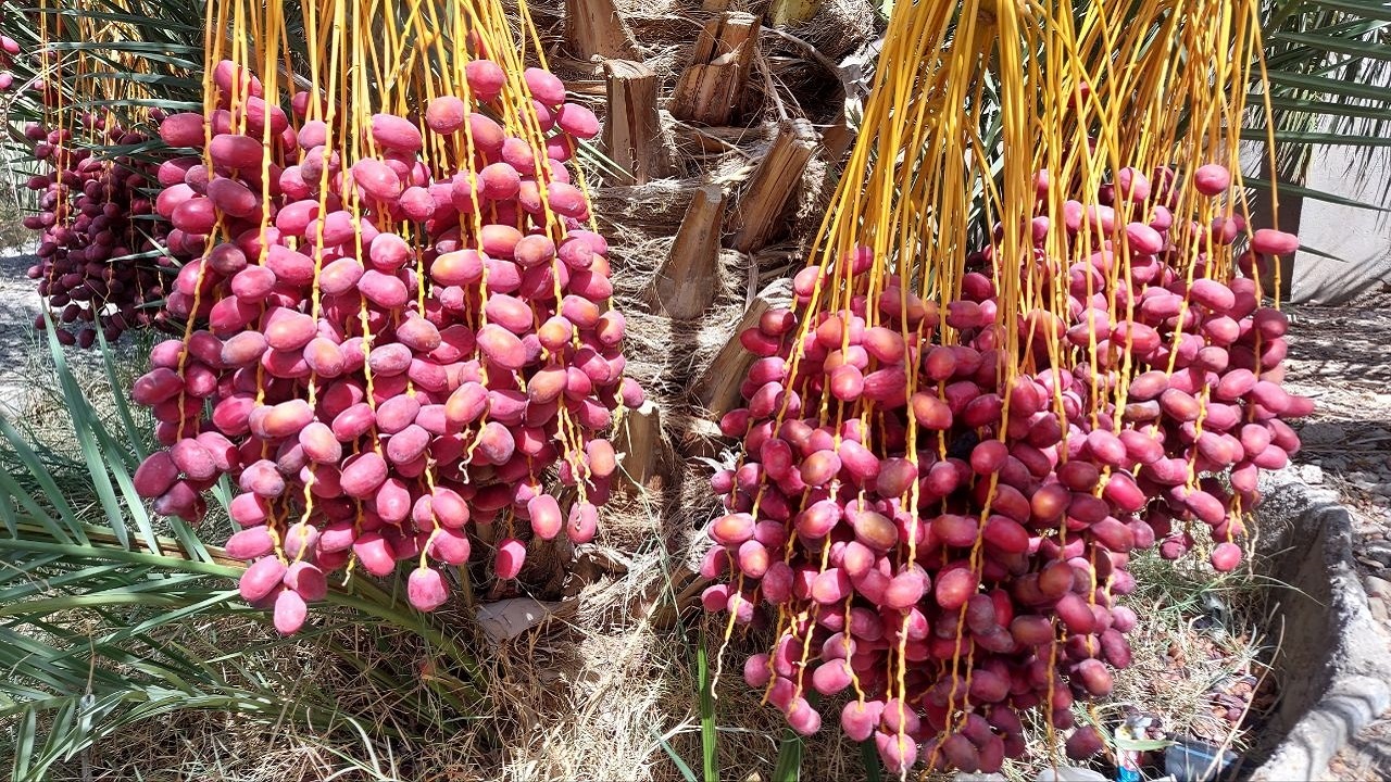 کار برداشت خرما از نخلستان های زاهدان پایان یافت