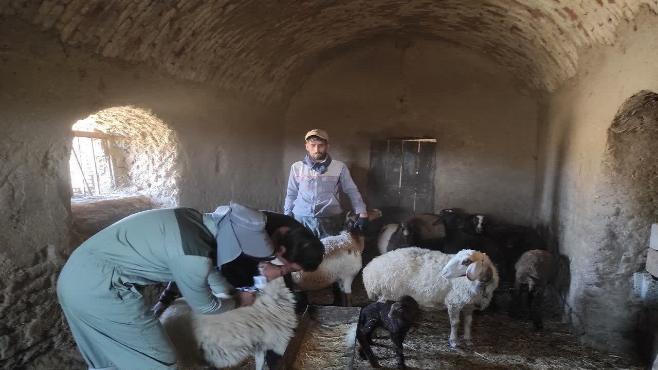 انجام بیش از ۶۶۰ هزار واکسیناسیون دام در سبزوار
