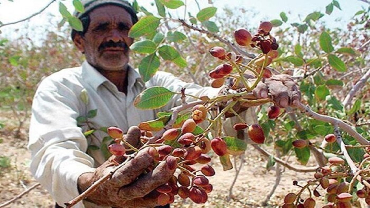 بارور بودن بیش از ۵ هزار هکتار از باغات پسته بشرویه